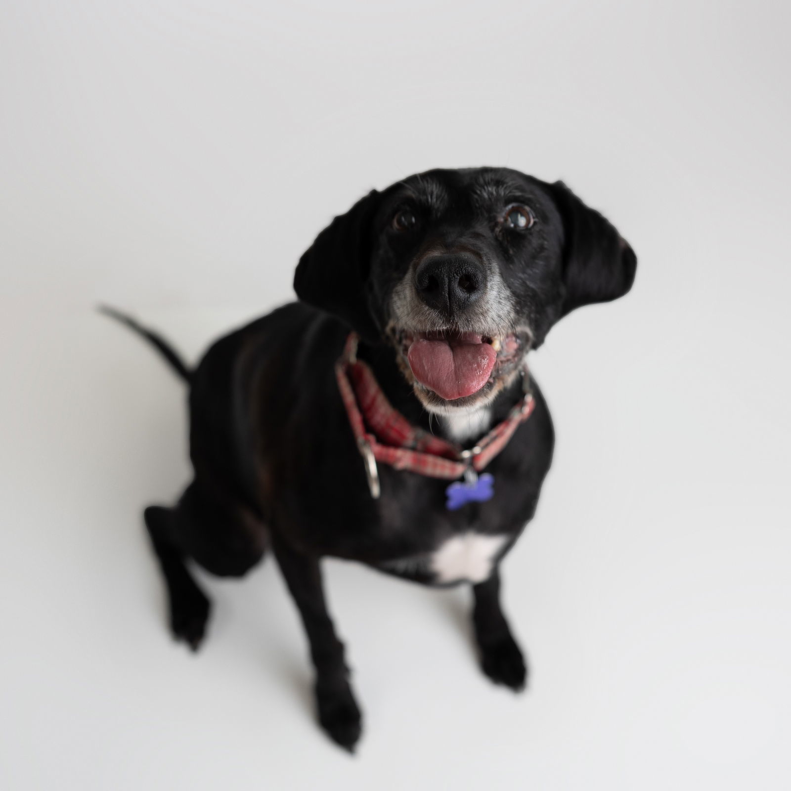 Karlach, an adoptable Labrador Retriever, English Springer Spaniel in Fargo, ND, 58103 | Photo Image 3