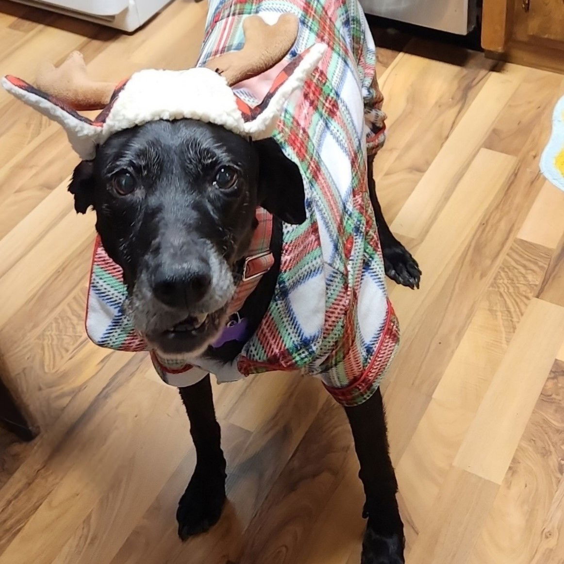 Karlach, an adoptable Labrador Retriever, English Springer Spaniel in Fargo, ND, 58103 | Photo Image 3