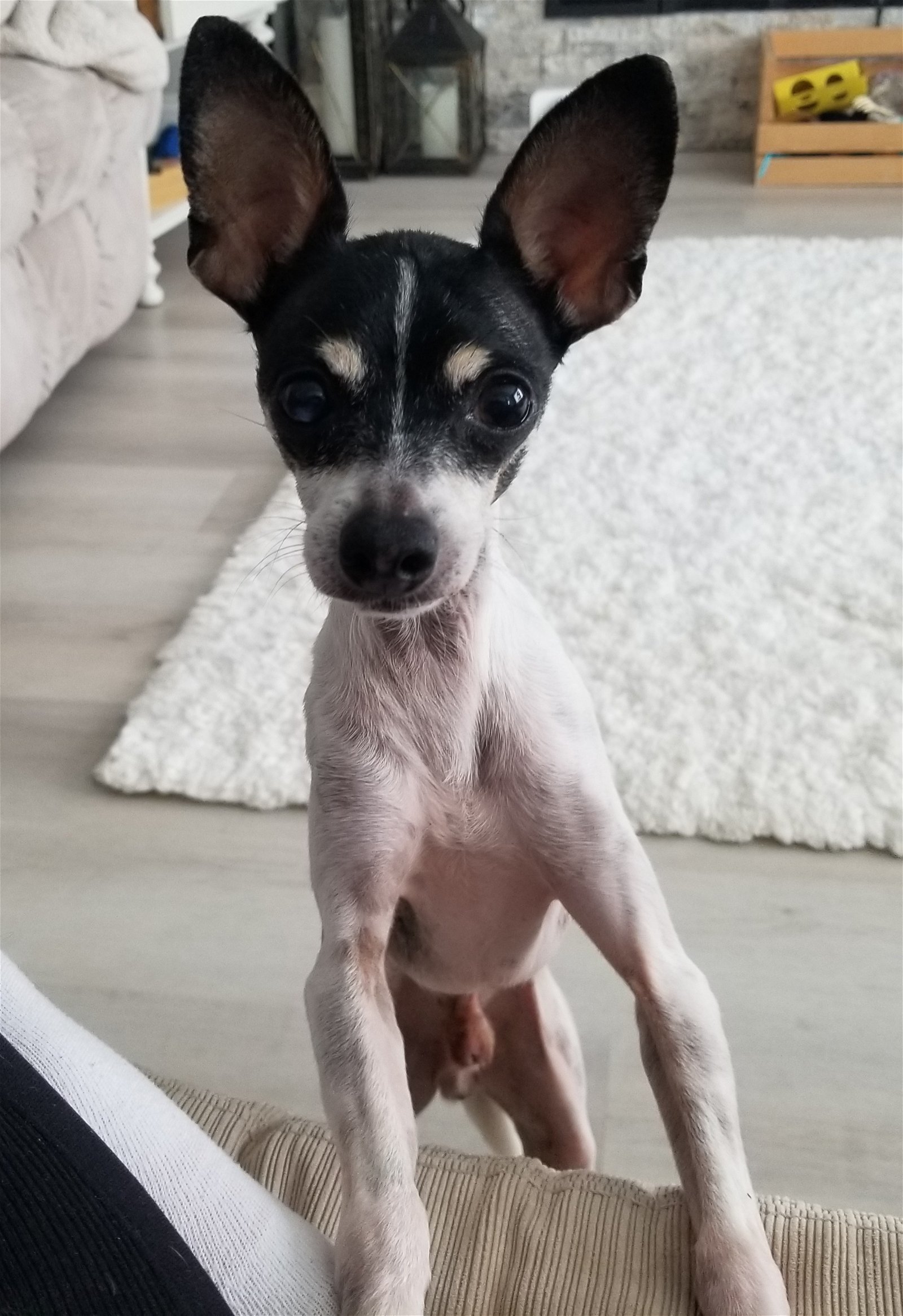 are toy fox terrier noisy