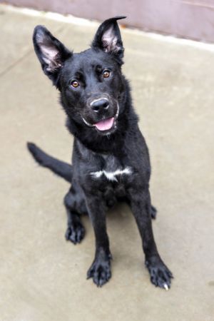 Howser is a 1-year-old with a playful friendly personality looking for a famil