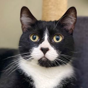 Im Gideon the dapper tuxedo kitty with a heart-shaped nose and a twinkle in my golden eyes At thr