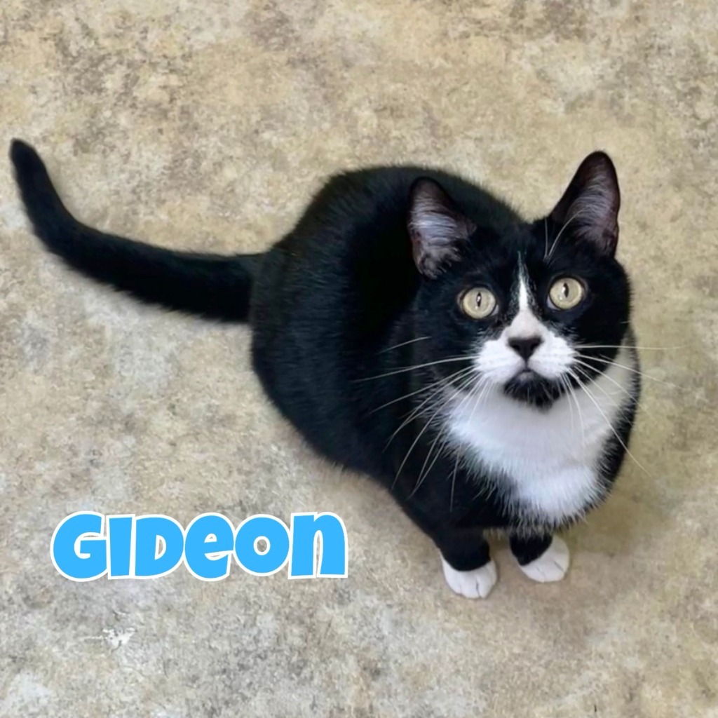 Gideon, an adoptable Domestic Medium Hair in Cambria, CA, 93428 | Photo Image 1