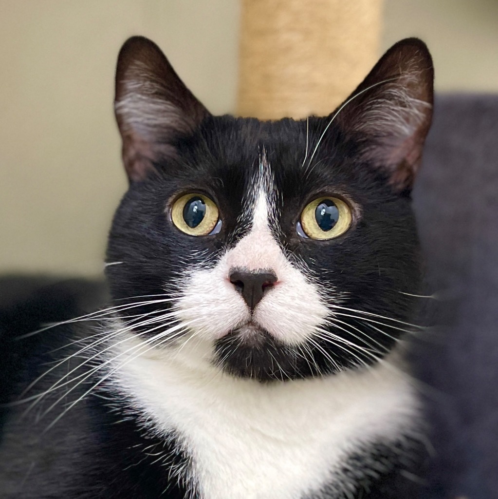 Gideon, an adoptable Domestic Medium Hair in Cambria, CA, 93428 | Photo Image 2