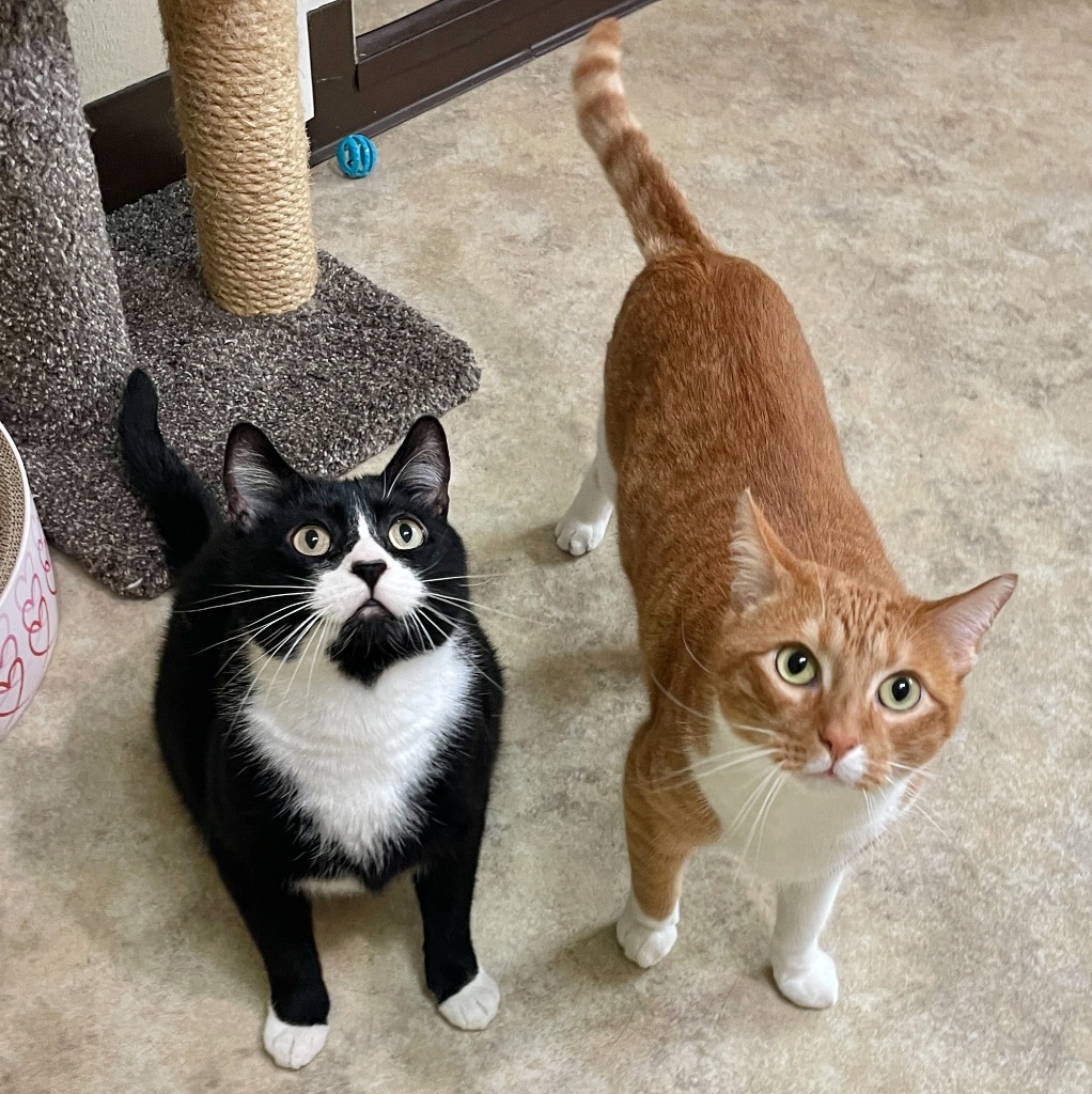 Gideon, an adoptable Domestic Medium Hair in Cambria, CA, 93428 | Photo Image 3