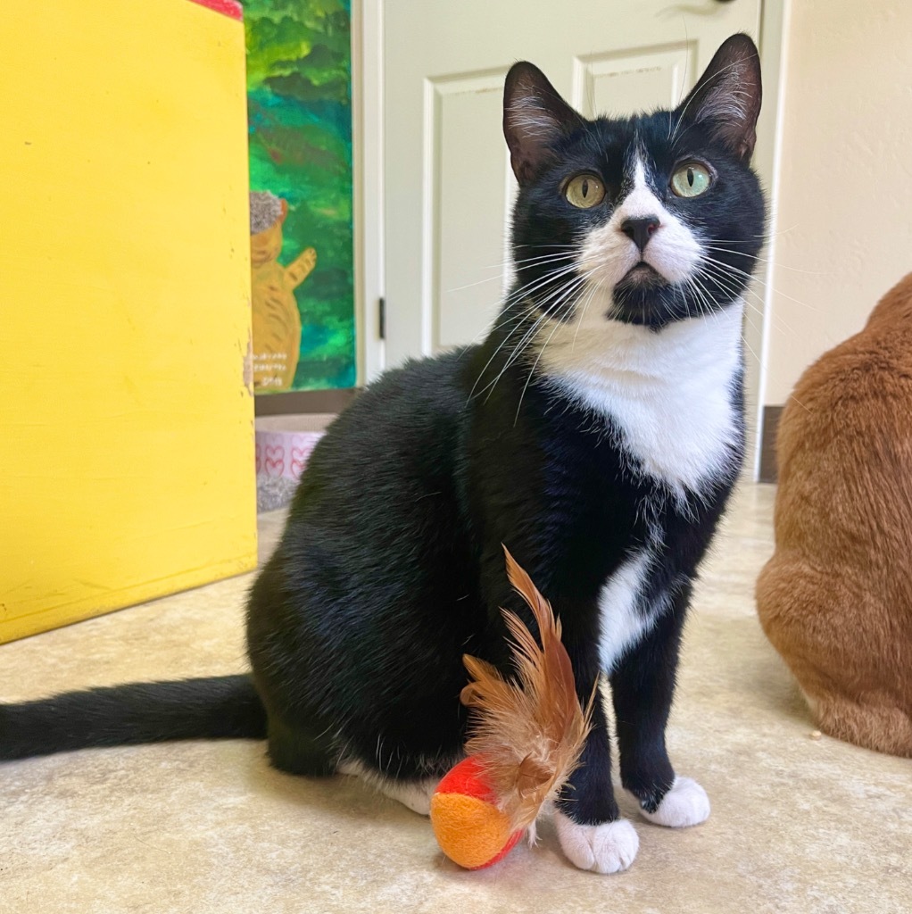 Gideon, an adoptable Domestic Medium Hair in Cambria, CA, 93428 | Photo Image 6