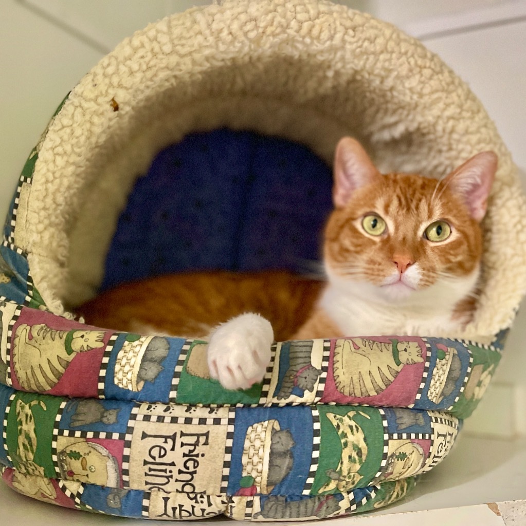 Knicks, an adoptable Domestic Short Hair in Cambria, CA, 93428 | Photo Image 5