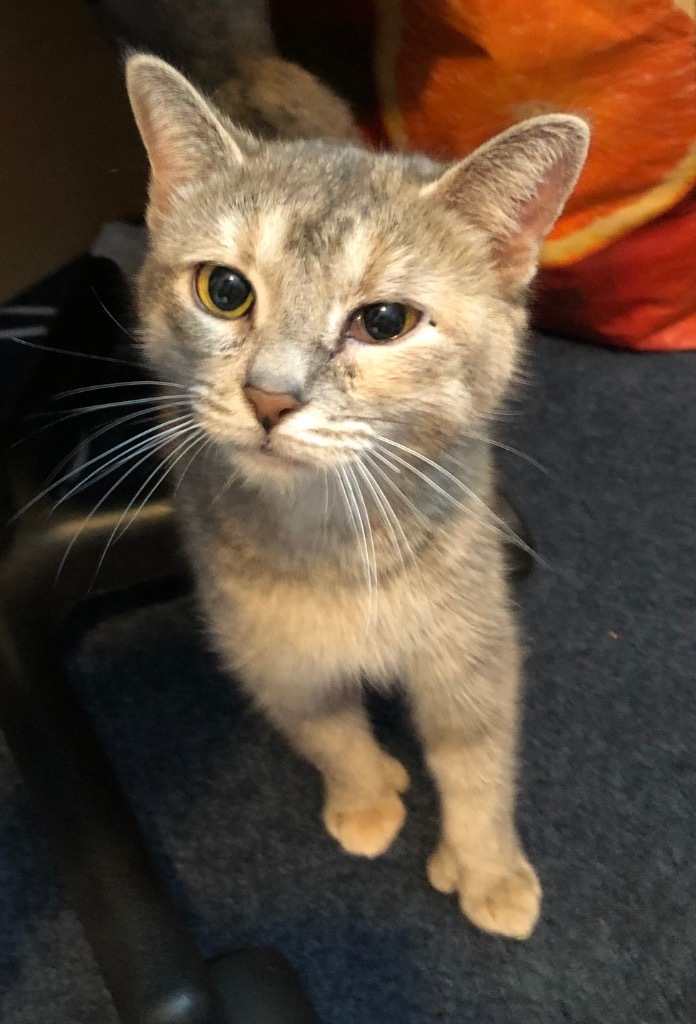 Lady Grey, an adoptable Domestic Short Hair in Brainardsville, NY, 12915 | Photo Image 1