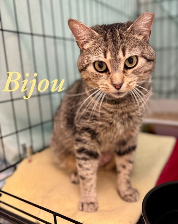 Bijou Willow Grove Area thumbnail 2