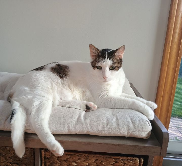 Diego CAT 1