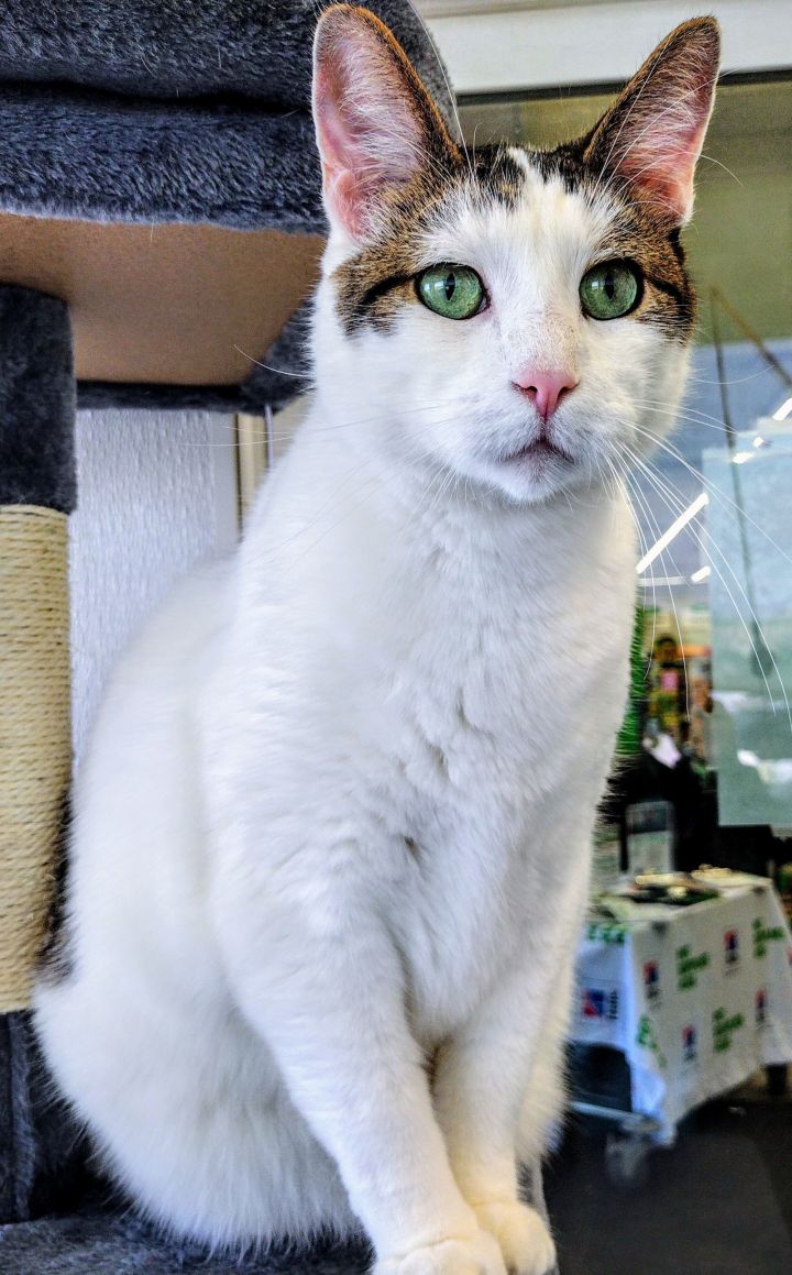 Diego CAT 2
