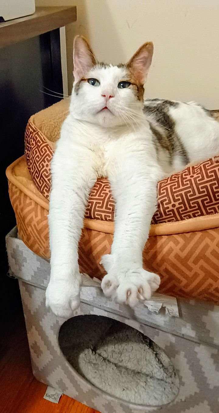 Diego CAT 3