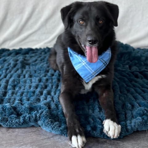 Ansel, an adoptable Black Labrador Retriever, Border Collie in Rifle, CO, 81650 | Photo Image 1