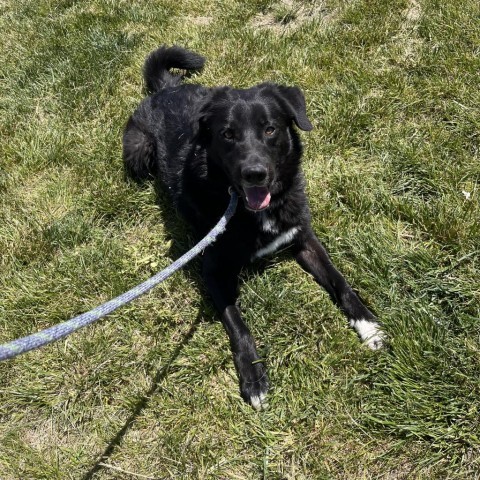 Ansel, an adoptable Black Labrador Retriever, Border Collie in Rifle, CO, 81650 | Photo Image 2