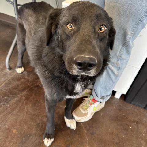 Ansel, an adoptable Black Labrador Retriever, Border Collie in Rifle, CO, 81650 | Photo Image 3