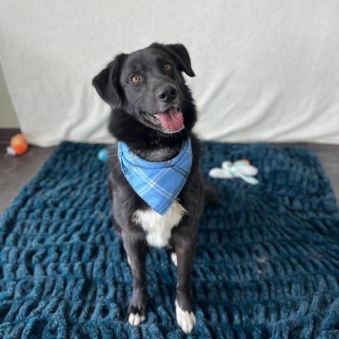 Ansel, an adoptable Black Labrador Retriever, Border Collie in Rifle, CO, 81650 | Photo Image 4