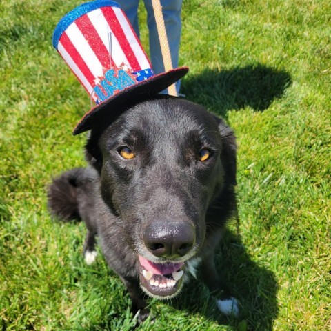 Ansel, an adoptable Black Labrador Retriever, Border Collie in Rifle, CO, 81650 | Photo Image 6