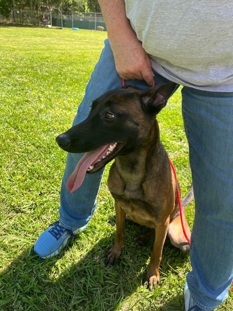 Katie - Located in Missouri, an adoptable Belgian Shepherd / Malinois in Imlay City, MI, 48444 | Photo Image 1