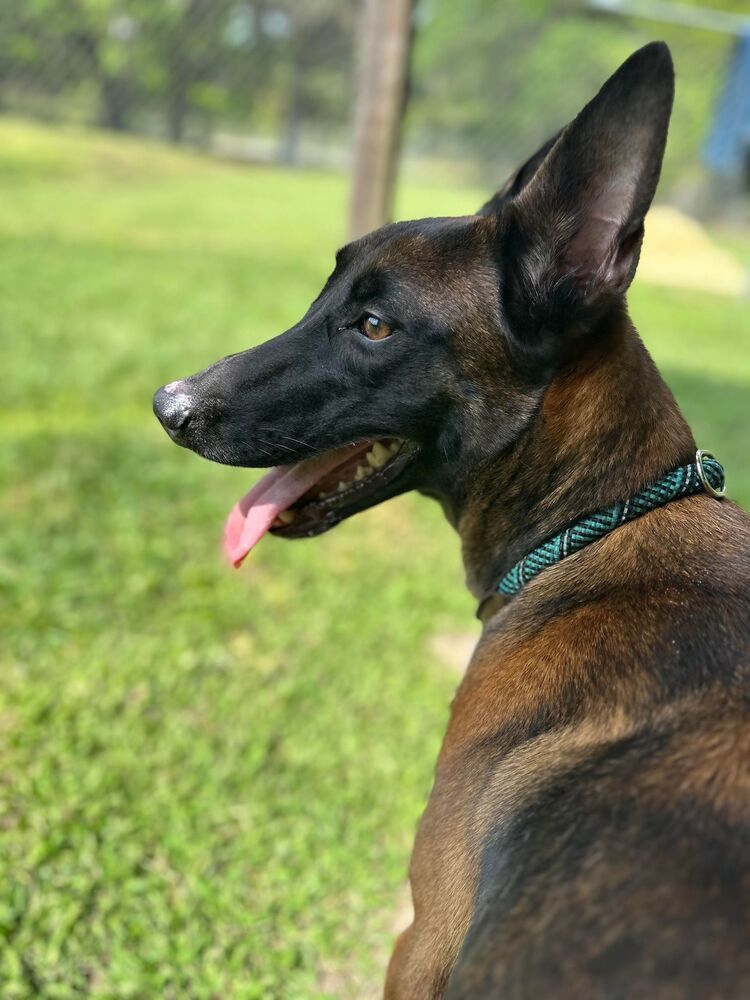 Katie - Located in Missouri, an adoptable Belgian Shepherd / Malinois in Imlay City, MI, 48444 | Photo Image 2