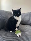 Petunia photo 1