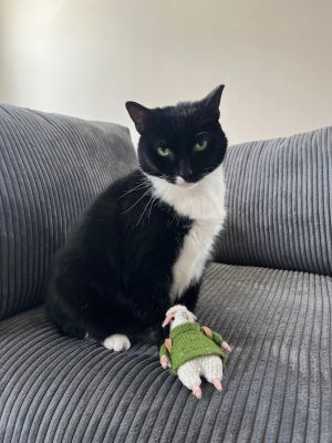 Petunia, Adult Female Domestic Short Hair