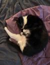 Petunia photo 3