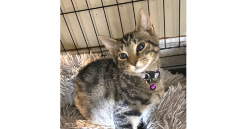 Whammy, an adoptable Domestic Short Hair, Tabby in Virginia Beach, VA, 23455 | Photo Image 1