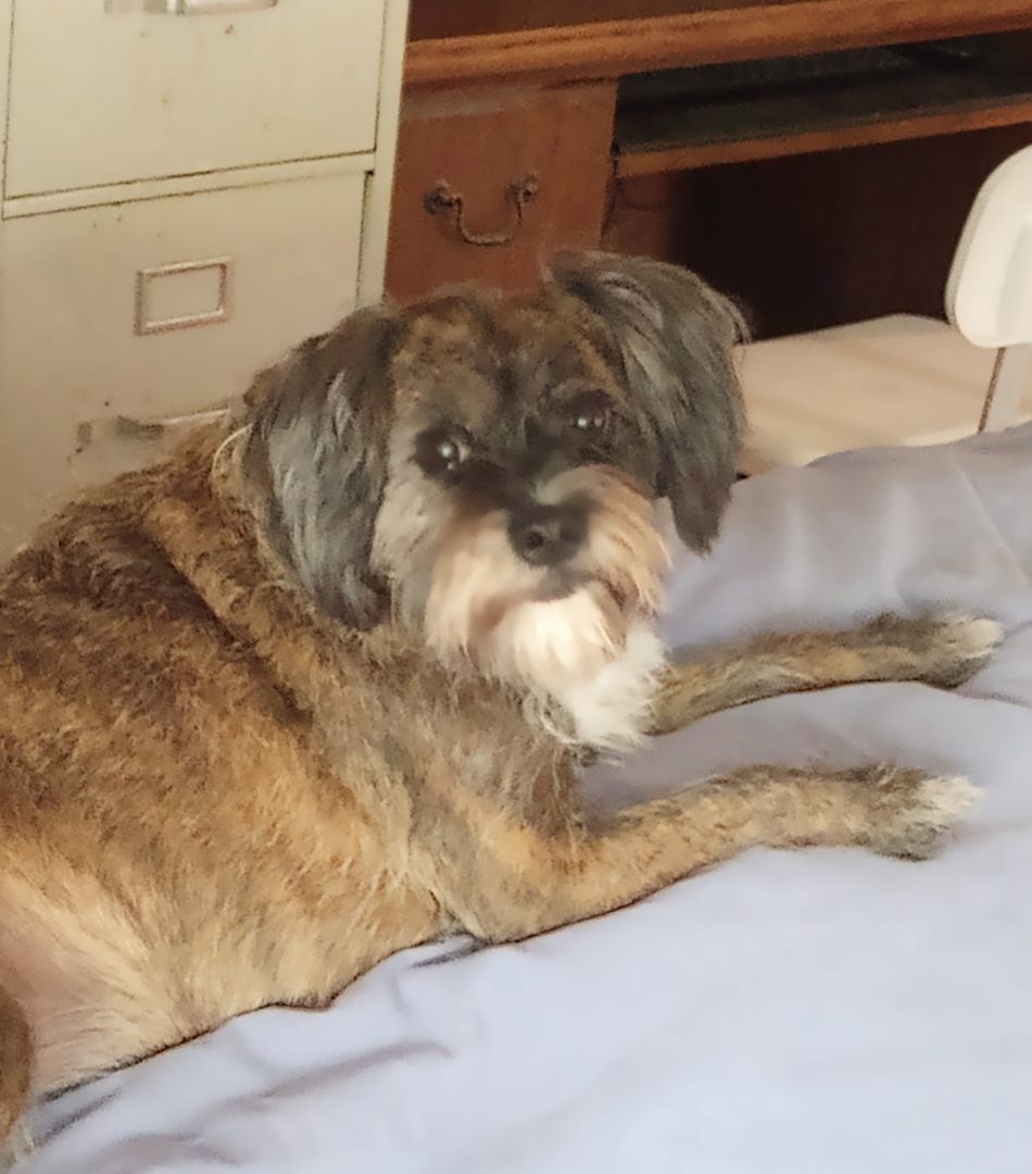 Dog for adoption - Buffy , a Shih Tzu & Schnauzer Mix in Williston, VT ...