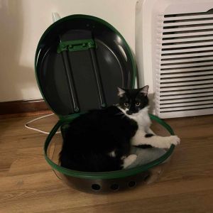 Milo Domestic Medium Hair Cat
