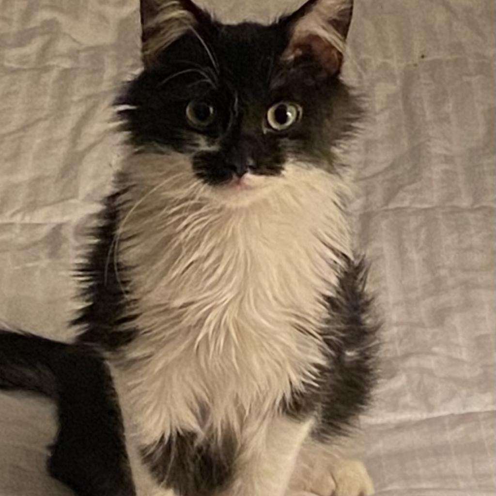 Milo