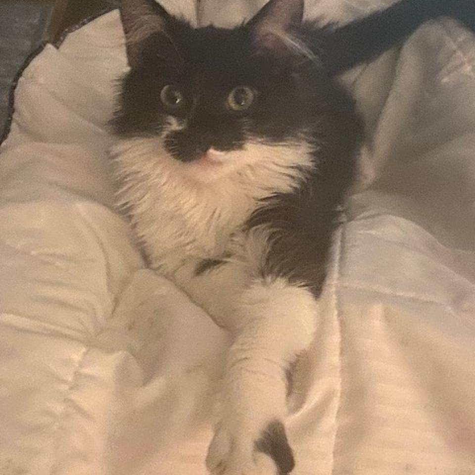 Milo