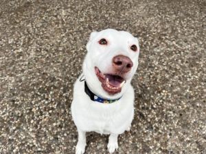 Hi my name is Bailey  I am a neutered male white husky mix  approx 7 yrs old BUT