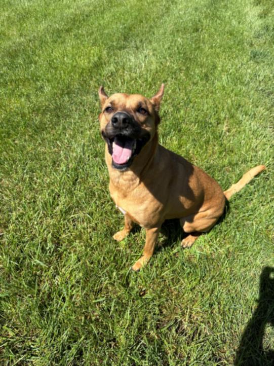 Dog for adoption PEACHES a German Shepherd Dog Mix in Lees