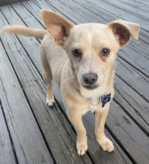 Animal Profile Jinju is an estimated 9-month-old small terrierchihuahua mix w