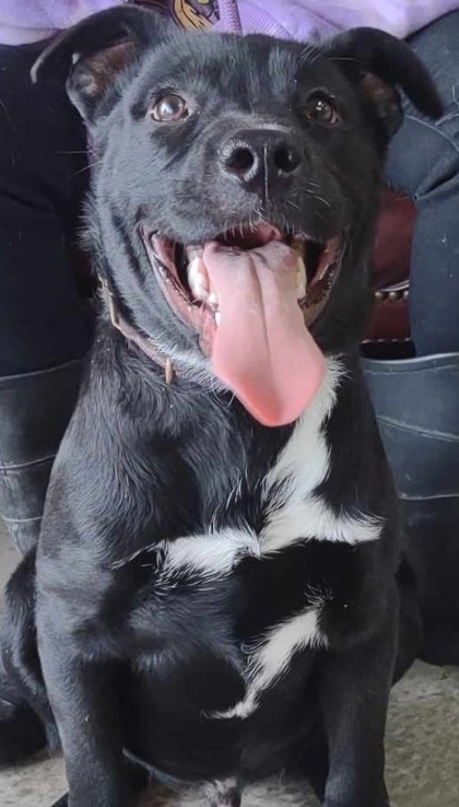 Briggs, an adoptable Labrador Retriever, Mixed Breed in La Harpe, KS, 66751 | Photo Image 1