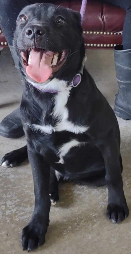 Briggs, an adoptable Labrador Retriever, Mixed Breed in La Harpe, KS, 66751 | Photo Image 2