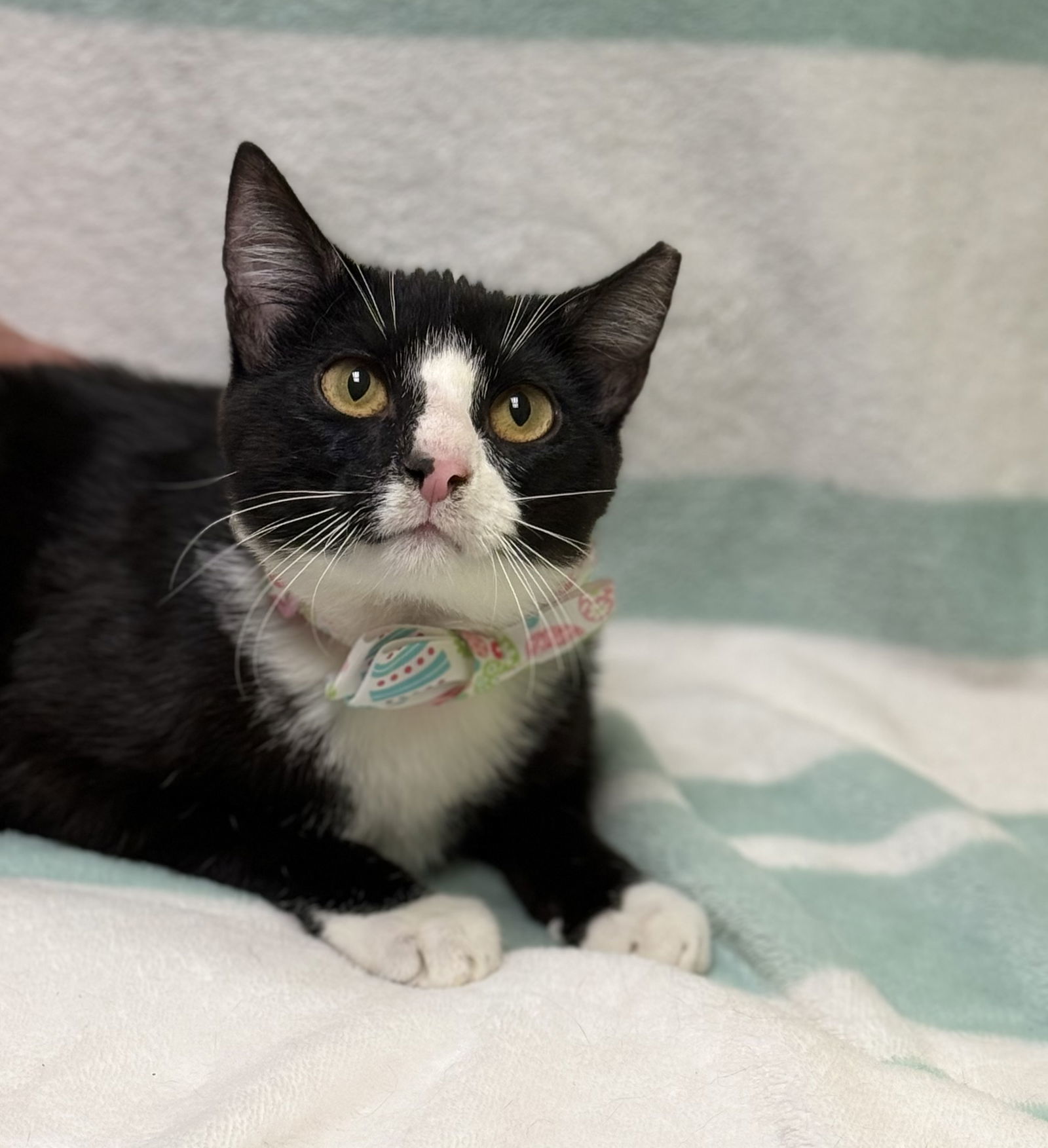 THE SMALLEST MAN THAT EVER LIVED, an adoptable Domestic Short Hair in Seabrook, NH, 03874 | Photo Image 1