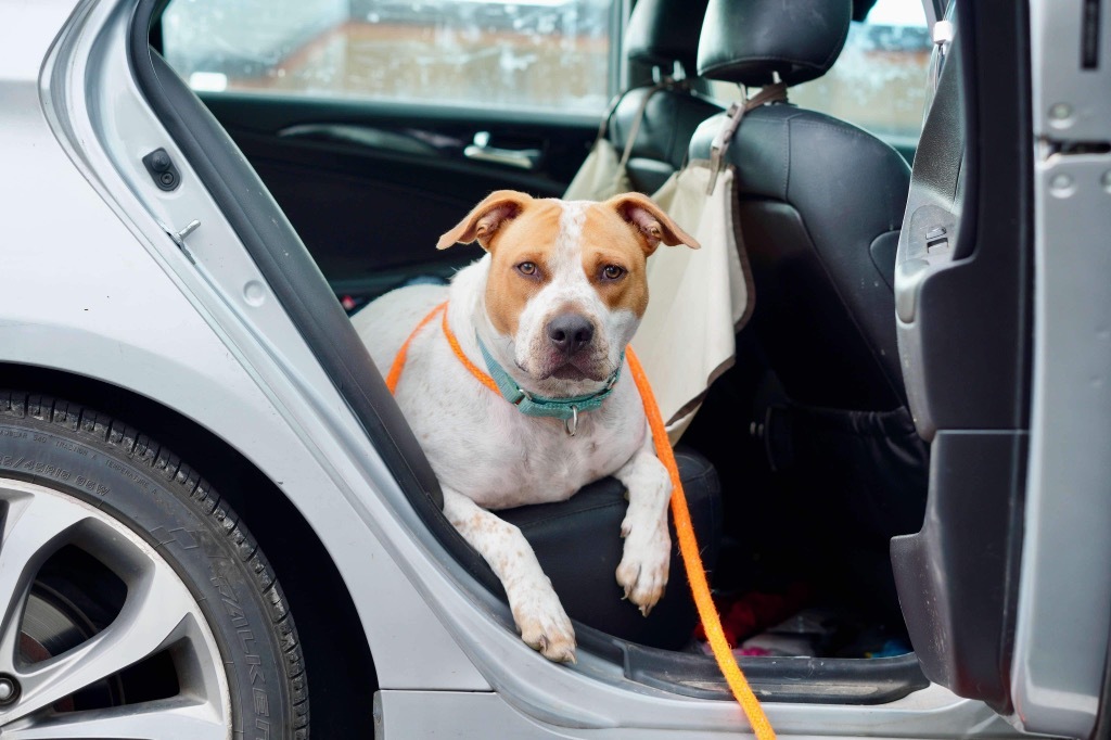 Kenzo, an adoptable Pit Bull Terrier, Hound in Liverpool, NY, 13088 | Photo Image 1