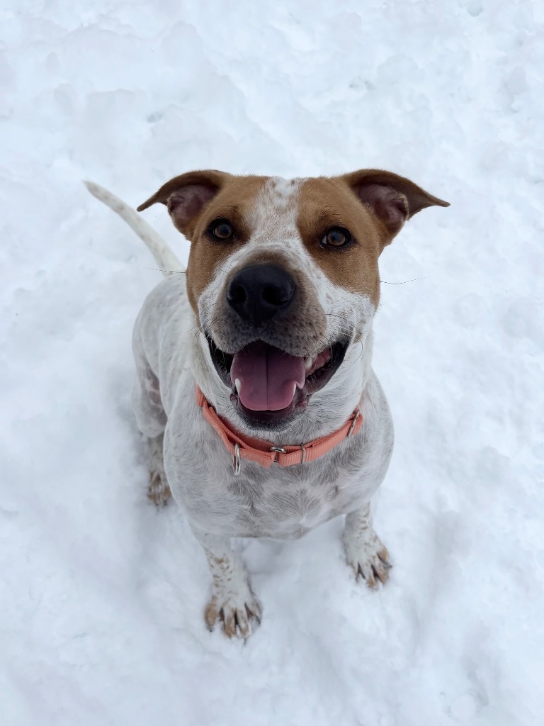 Kenzo, an adoptable Pit Bull Terrier, Hound in Liverpool, NY, 13088 | Photo Image 1
