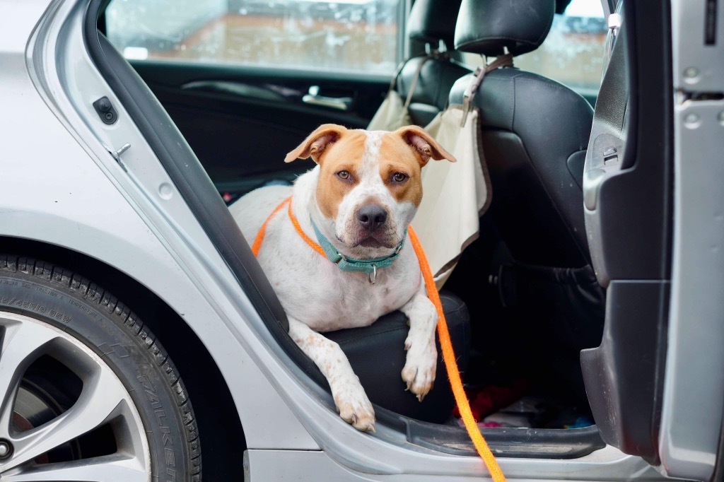 Kenzo, an adoptable Pit Bull Terrier, Hound in Liverpool, NY, 13088 | Photo Image 2
