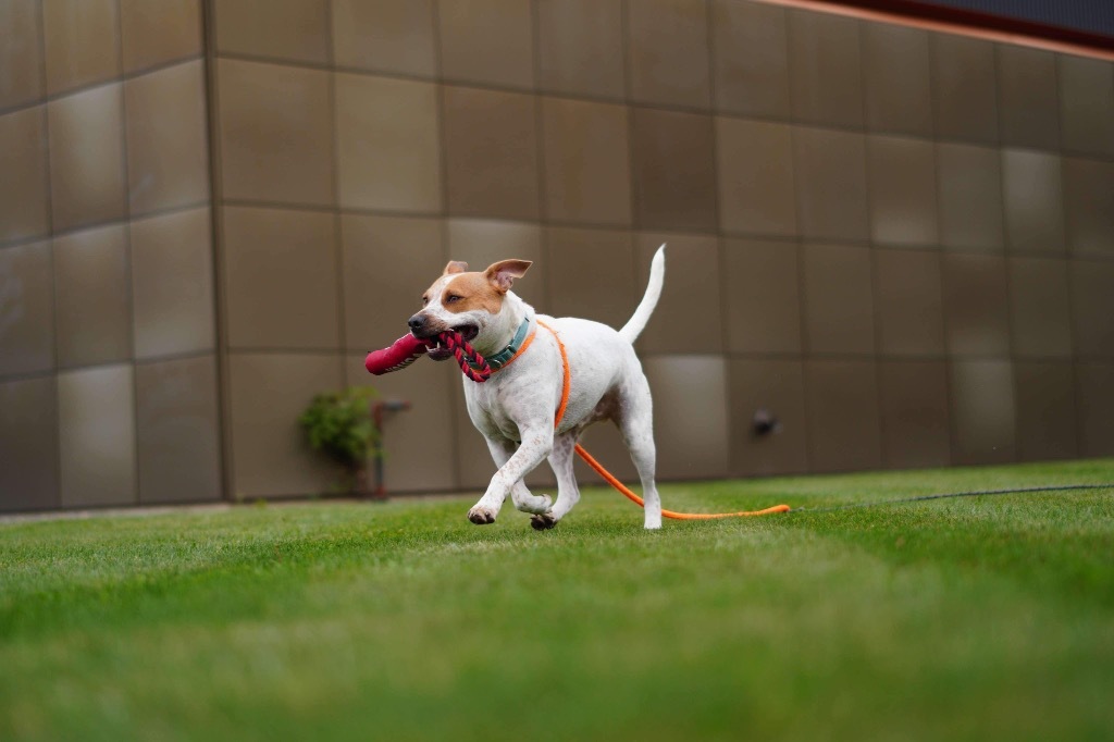 Kenzo, an adoptable Pit Bull Terrier, Hound in Liverpool, NY, 13088 | Photo Image 3