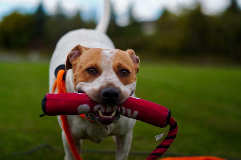 Kenzo, an adoptable Pit Bull Terrier, Hound in Liverpool, NY, 13088 | Photo Image 4