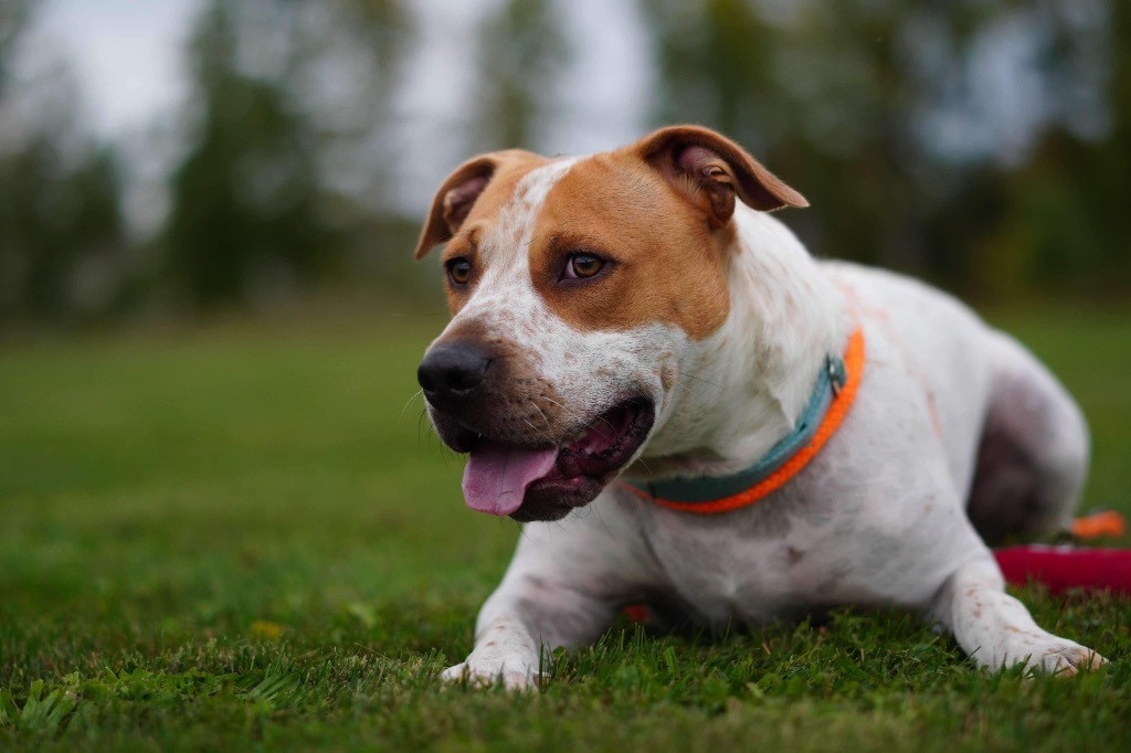 Kenzo, an adoptable Pit Bull Terrier, Hound in Liverpool, NY, 13088 | Photo Image 5