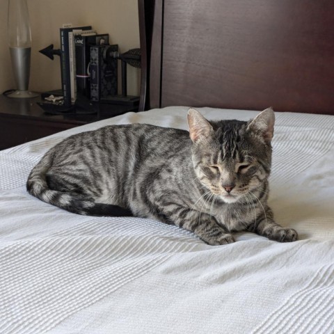 Stripes, an adoptable Domestic Short Hair in Fort Collins, CO, 80526 | Photo Image 2