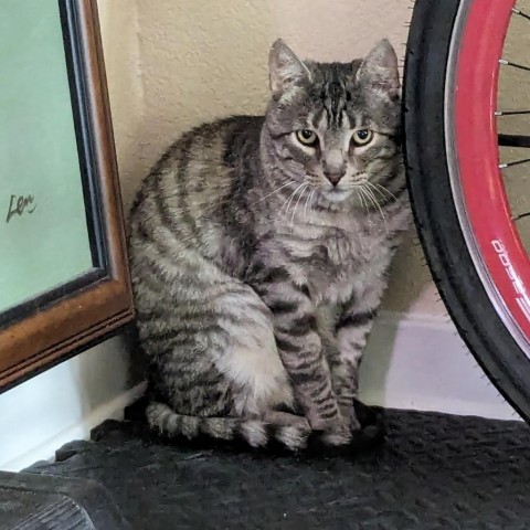 Stripes, an adoptable Domestic Short Hair in Fort Collins, CO, 80526 | Photo Image 2