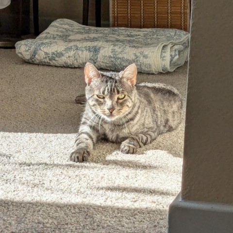 Stripes, an adoptable Domestic Short Hair in Fort Collins, CO, 80526 | Photo Image 4