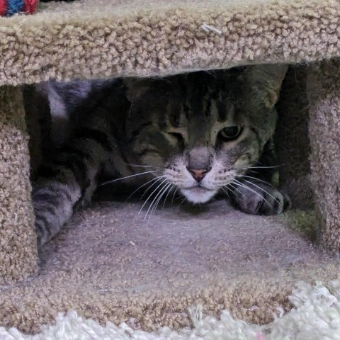 Stripes, an adoptable Domestic Short Hair in Fort Collins, CO, 80526 | Photo Image 5