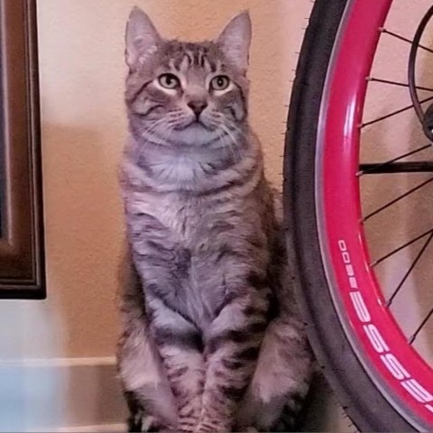 Stripes, an adoptable Domestic Short Hair in Fort Collins, CO, 80526 | Photo Image 5