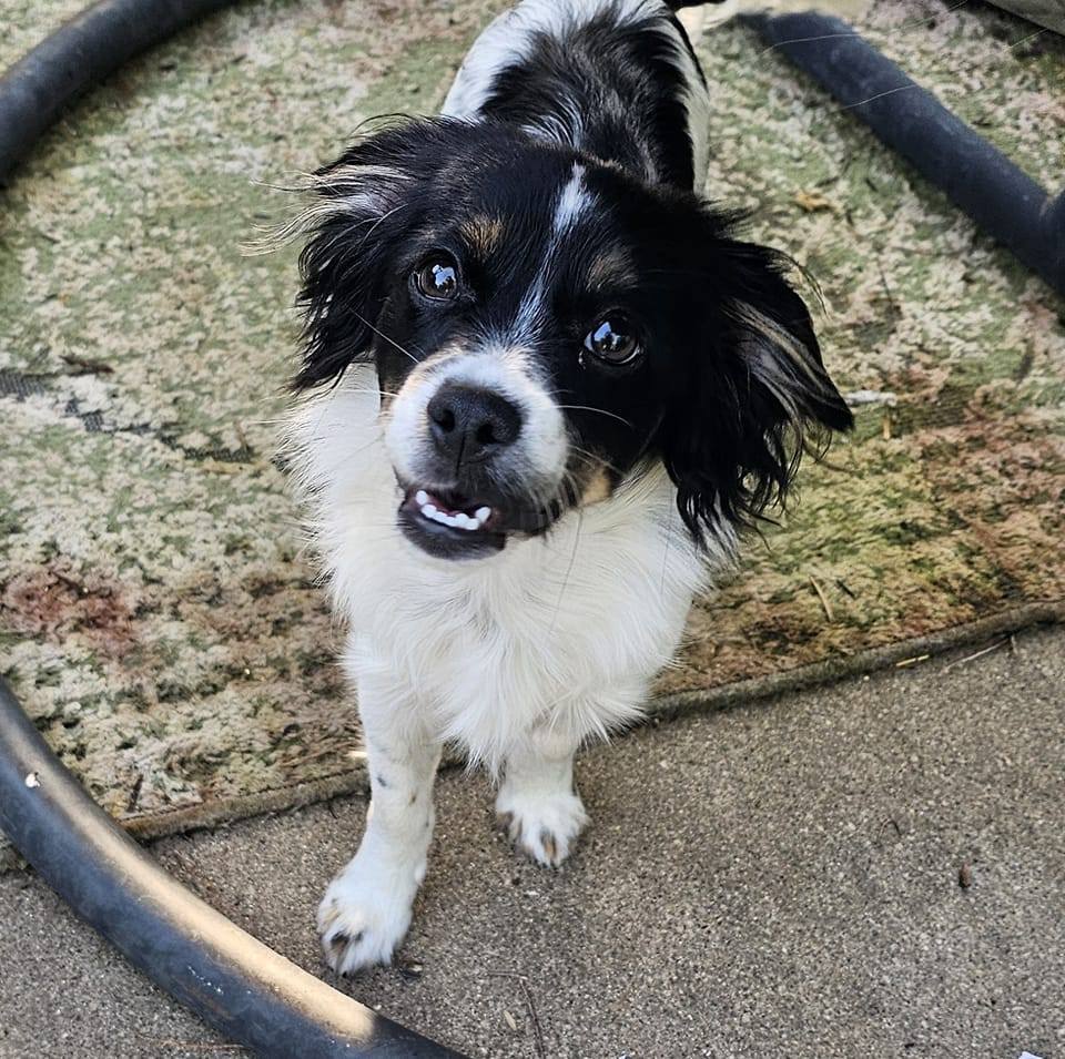 Jordi, an adoptable Cavalier King Charles Spaniel, Shih Tzu in Sioux Falls, SD, 57101 | Photo Image 1