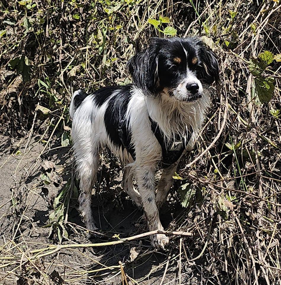 Jordi, an adoptable Cavalier King Charles Spaniel, Shih Tzu in Sioux Falls, SD, 57101 | Photo Image 2