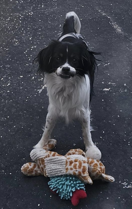 Jordi, an adoptable Cavalier King Charles Spaniel, Shih Tzu in Sioux Falls, SD, 57101 | Photo Image 3